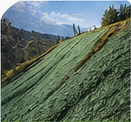 Slope covered with BFM