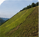 Gentle slope revegetated with WoodFiberTack